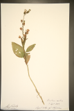 Nicotiana rustica RCPGdnHerbarium (176).JPG